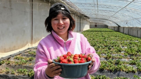 Wie schmecken die Erdbeeren auf dem Dach der Welt?
