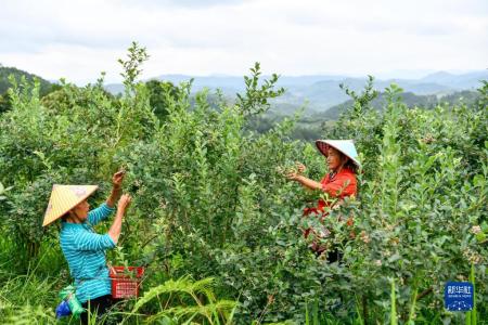 Blaubeeren verhelfen Landwirten in Guizhou zu Wohlstand