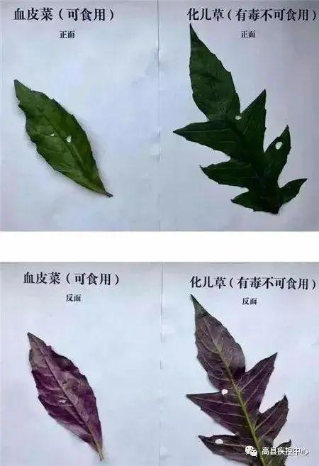 误把化儿草当血皮菜一家六口中毒 网友：还好我懒惰，不随便摘东西 