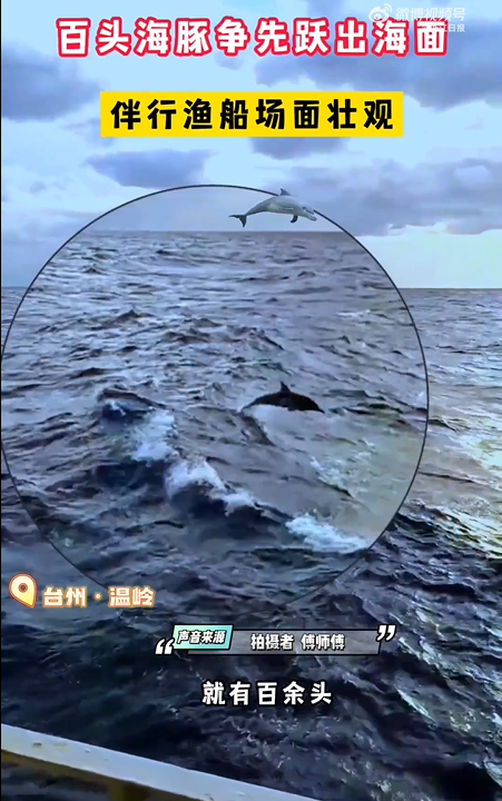 渔民出海偶遇100多只海豚逐浪嬉戏