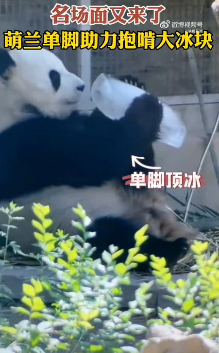 大熊猫萌兰啃冰块解暑