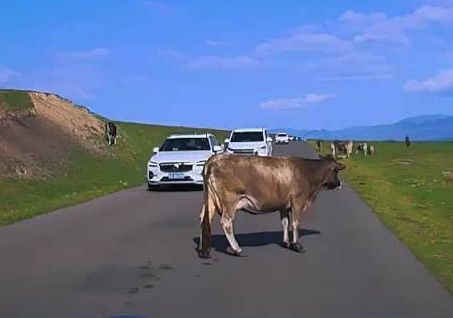 游客景区遇牛堵路本地大哥操作亮了