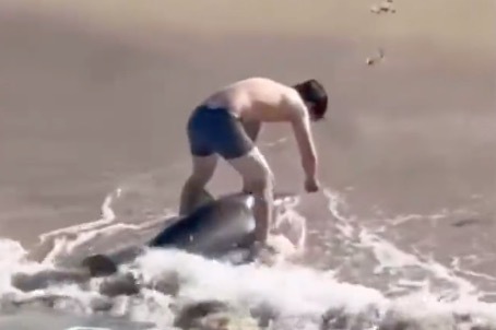 美国男子救下被鱼线缠住的搁浅鲨鱼