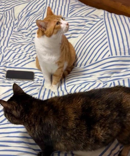 猫猫撒娇摔错方向 四目相对的一刻明显双方都很局促！