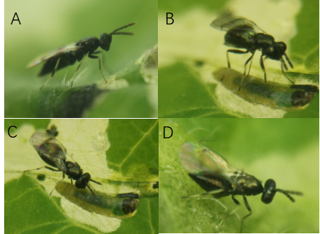 天敌治虫 番茄潜叶蛾被寄生机制揭示