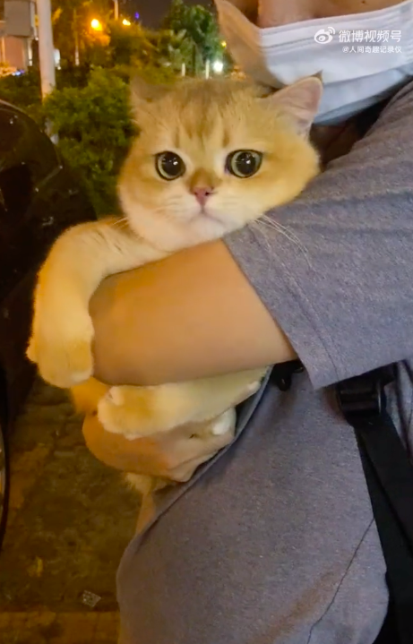 真圆润！被吓到紧紧抱着主人的猫咪jiojio好可爱