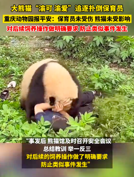 重庆动物园就熊猫扑倒保育员报平安 人熊均安