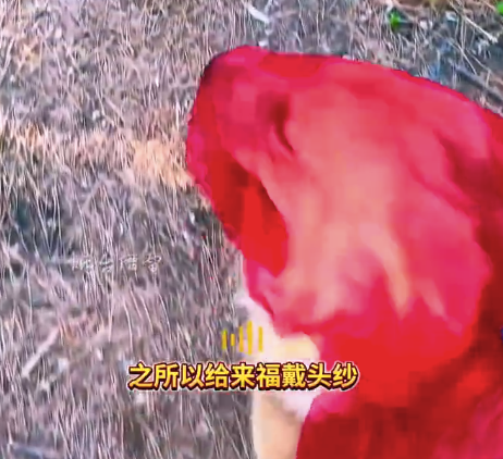 誰家狗狗有這么多頭紗啊 網(wǎng)友：人怎么可以聰明成這樣