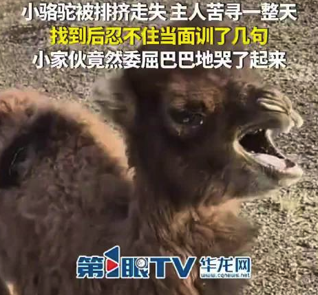 骆驼被排挤走失主人寻回把它骂哭了 网友:你的训斥是压倒骆驼的最后一根稻草