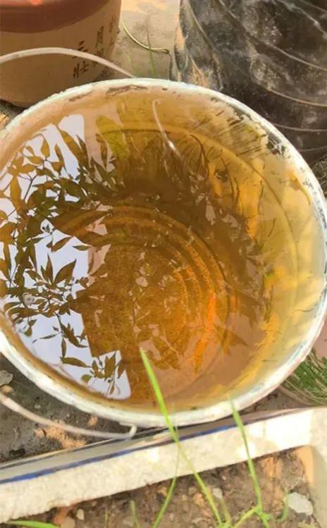 求求了千萬別再存雨水澆花了 家中蚊蟲“定時炸彈”