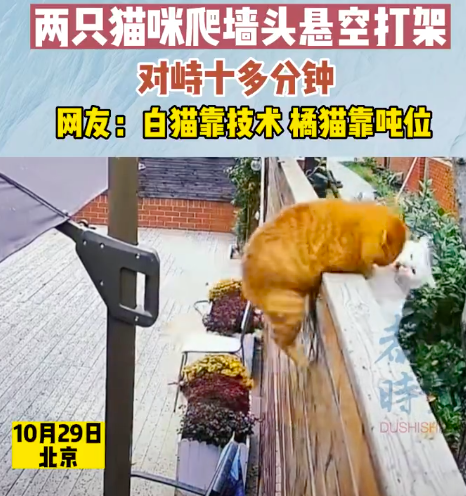 两只猫咪爬墙头悬空打架