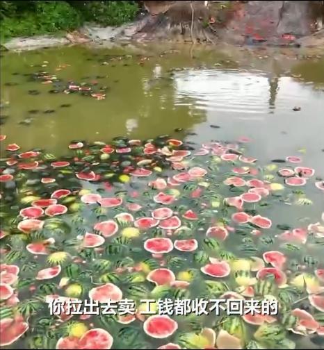 當(dāng)?shù)卣劰限r(nóng)10萬斤西瓜爛地里
