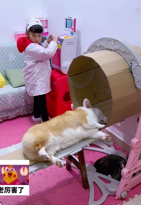 女孩用纸箱给狗狗拍CT