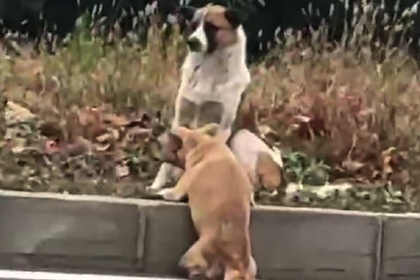 小狗被撞断脊柱同伴不离不弃 志愿者送医取名“立冬”