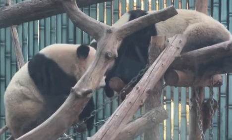 大熊猫打架看镜头似示意游客拍照：这么多姨姨看着呢，不能输