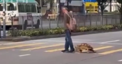 香港街头惊现龟仙人
