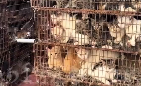 600多只活猫被标家禽偷运 警方通报数百只猫咪被盗窃转运