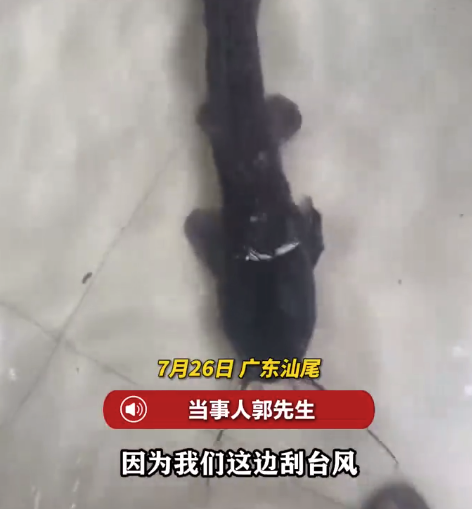 台风后家中积水惊现15斤大鲶鱼 男子回应