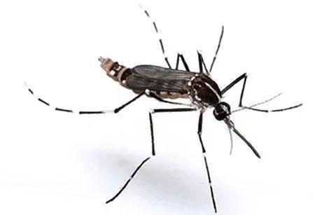 被蚊子咬后有这些症状需警惕 登革热来袭，防范刻不容缓！