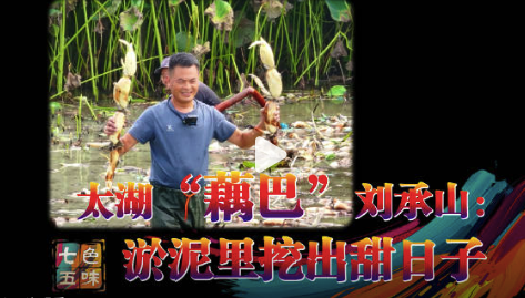 七色五味!太湖藕农坚守80亩荷塘年产30万斤