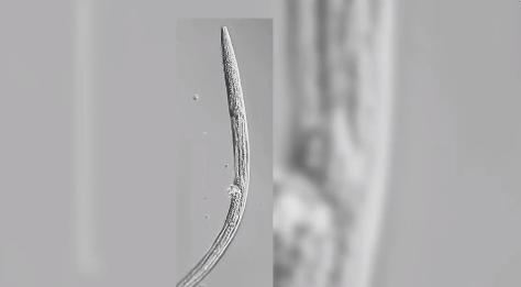 科学家复活数万年前的虫 为冷冻永生提供新线索？