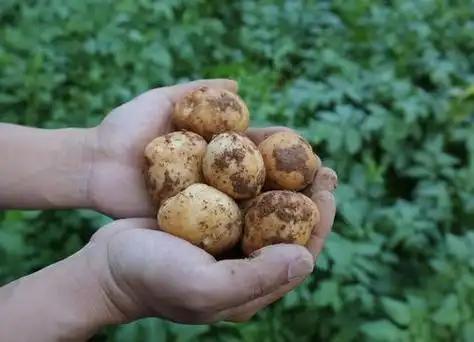 为什么不把土豆当做主粮 而欧美人却当主食