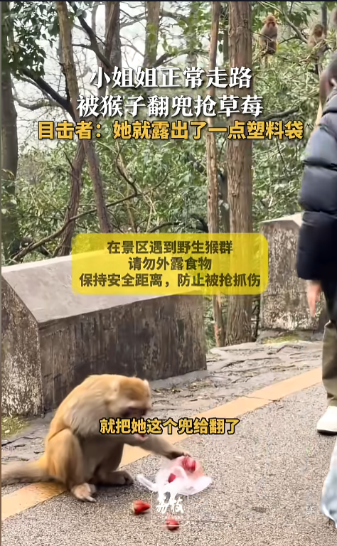 女生路上被猴子翻兜抢走草莓 意外一幕引围观
