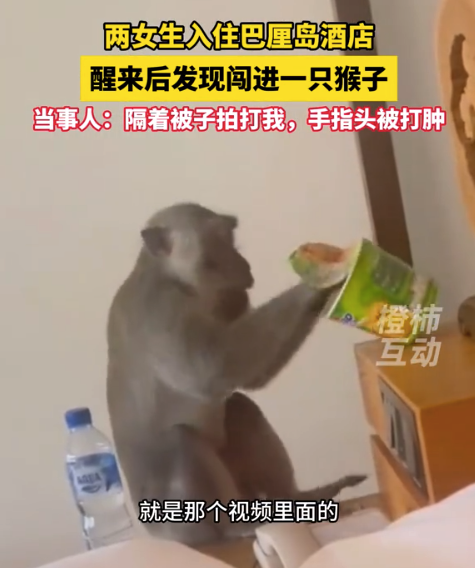 女生住豪华酒店被猴子入室殴打，是哪种猴？为何被大量野捕致濒危