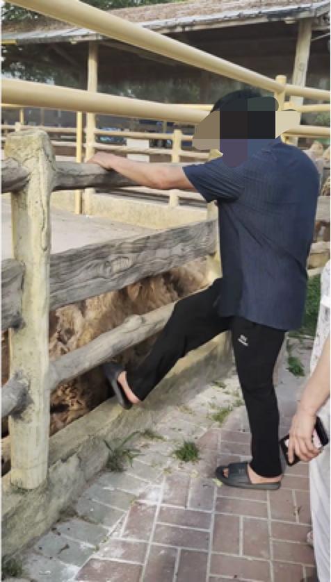 游客腳踹臥倒駱駝 園區(qū)回應(yīng) 已加強巡查提醒