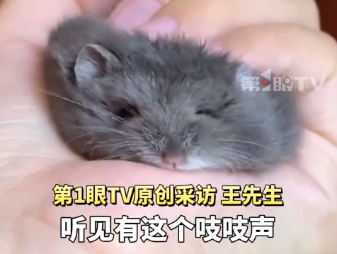 谁家的仓鼠越狱称流浪鼠了！快递站在生鲜件里捡到仓鼠