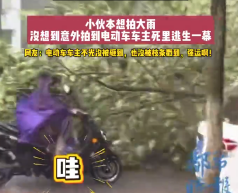 大树倒塌砸车2人惊险逃生