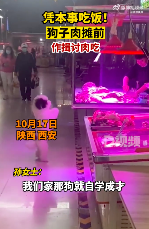 狗子肉摊前连续作揖讨肉吃