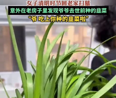 “爷，我们吃上你种的韭菜了”，女子回老屋挖到爷爷生前种的韭菜