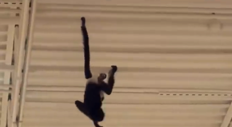 德州商店上演猴出没 “尿布猴”屋顶“荡秋千”