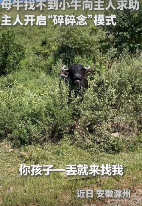 母牛把娃弄丢了被主人叨叨叨叨