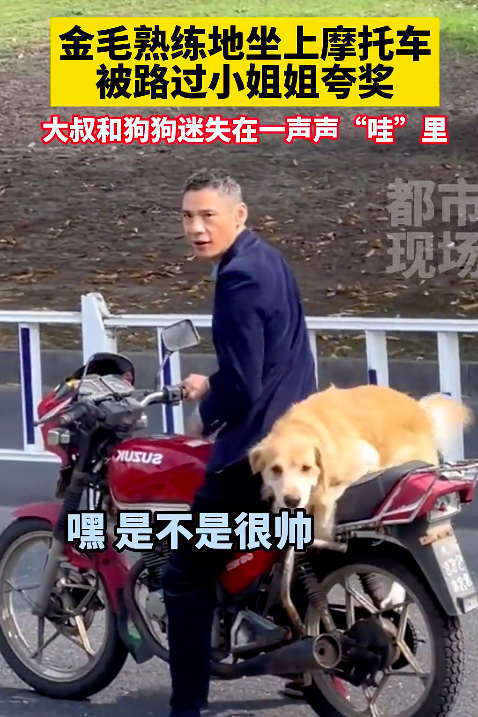 金毛熟练坐摩托车被夸奖满脸傲娇 大爷和狗狗同款等表扬脸
