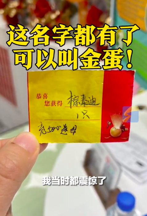 女子买猫粮抽中一只泰迪