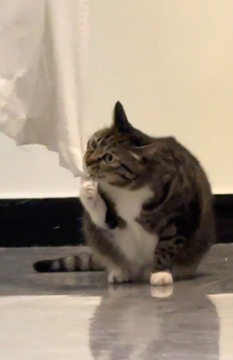 小猫大战台风天 网友:小猫侠支援窗帘