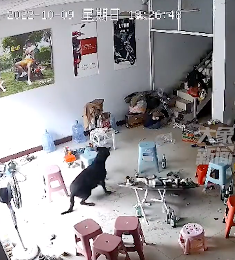 狗子去邻家蹭饭还把人家桌子掀了