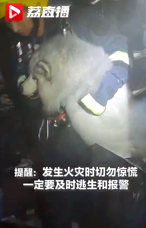 家中起火白狗熏成黑狗趴窗求救：感恩蜀黍 救我狗命