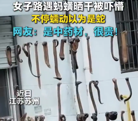 女子将路边晒干的蚂蟥误认为蛇 网友:是中药材,很贵