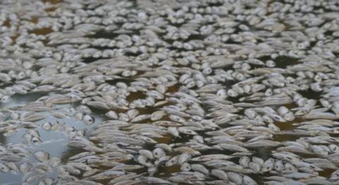 澳大利亚数百万条死鱼堵塞河流：腐烂气味笼罩小镇 画面曝光