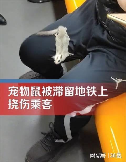 蜜袋鼯被滞留地铁上挠伤乘客 网友：带宠物出门得遵守公共秩序吧！