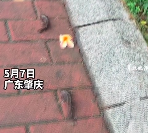 广东街头惊现会走路的鱼 离水不死还能翻山越岭？