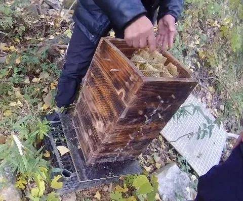 蜜蜂“打群架”，民警直接上門“勸架” 蜂農(nóng)損失慘重求調(diào)解