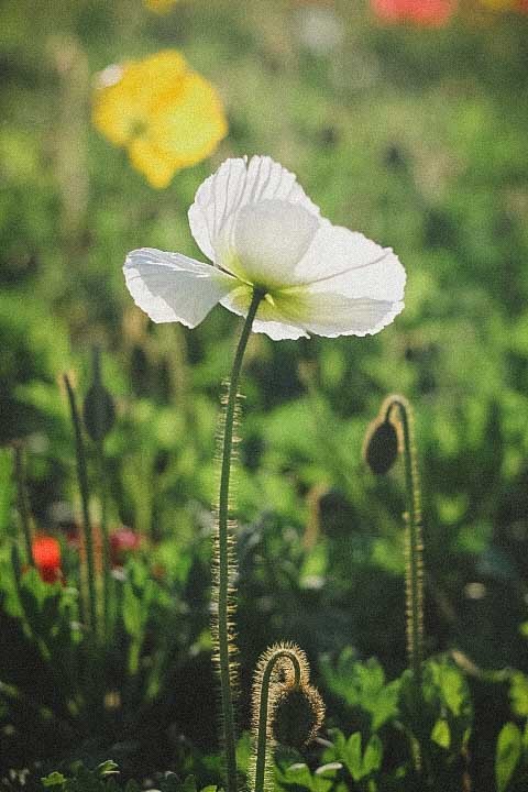 立春文案 春风拂面万事新