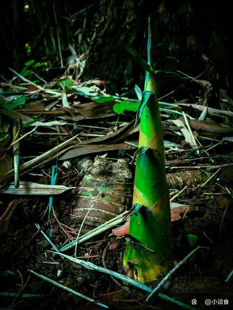 农历三月初六 六六大顺开好头 宜吃吉食纳吉祥