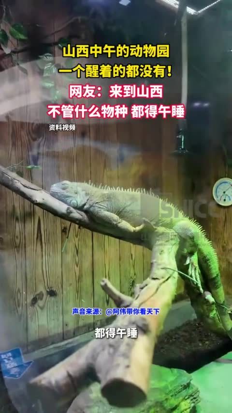 山西的动物园没有一个醒着