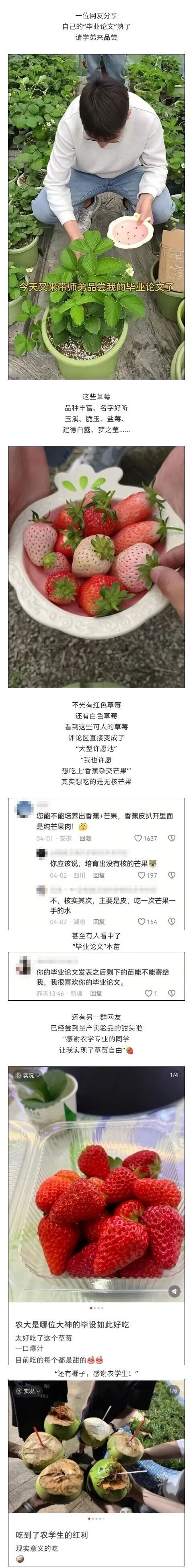 农学生的“毕业论文”又被偷了 追羊成日常挑战
