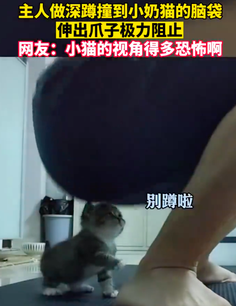 主人做深蹲撞到小猫脑袋 猫：讨厌没有边界感的男人！